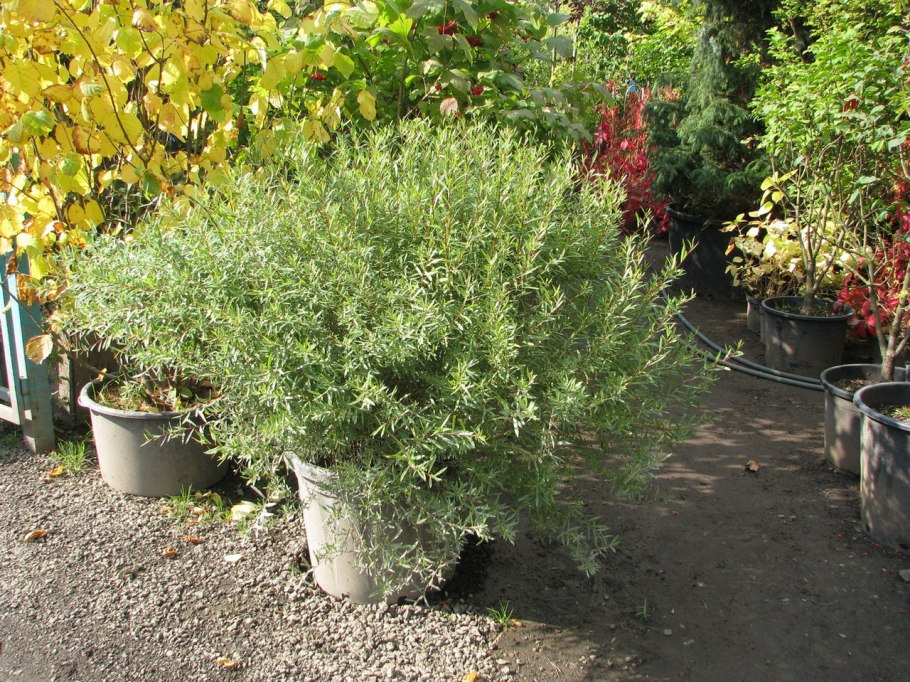 Ива пурпурная Нана