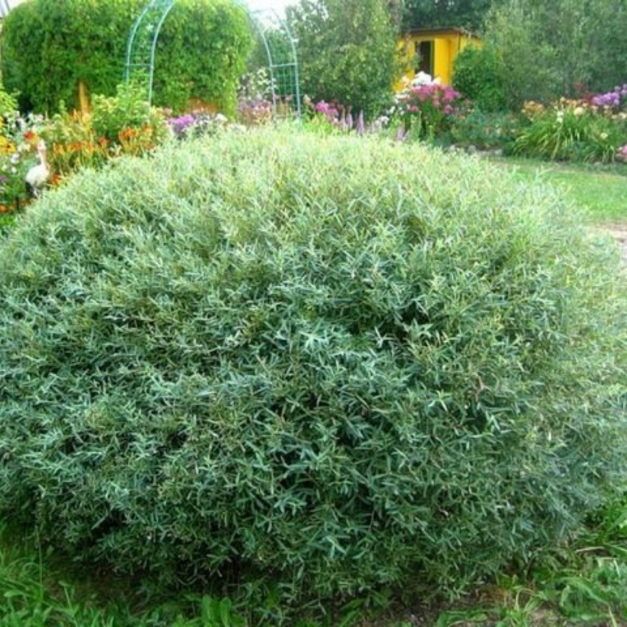 Ива пурпурная Нана Salix purpurea Nana