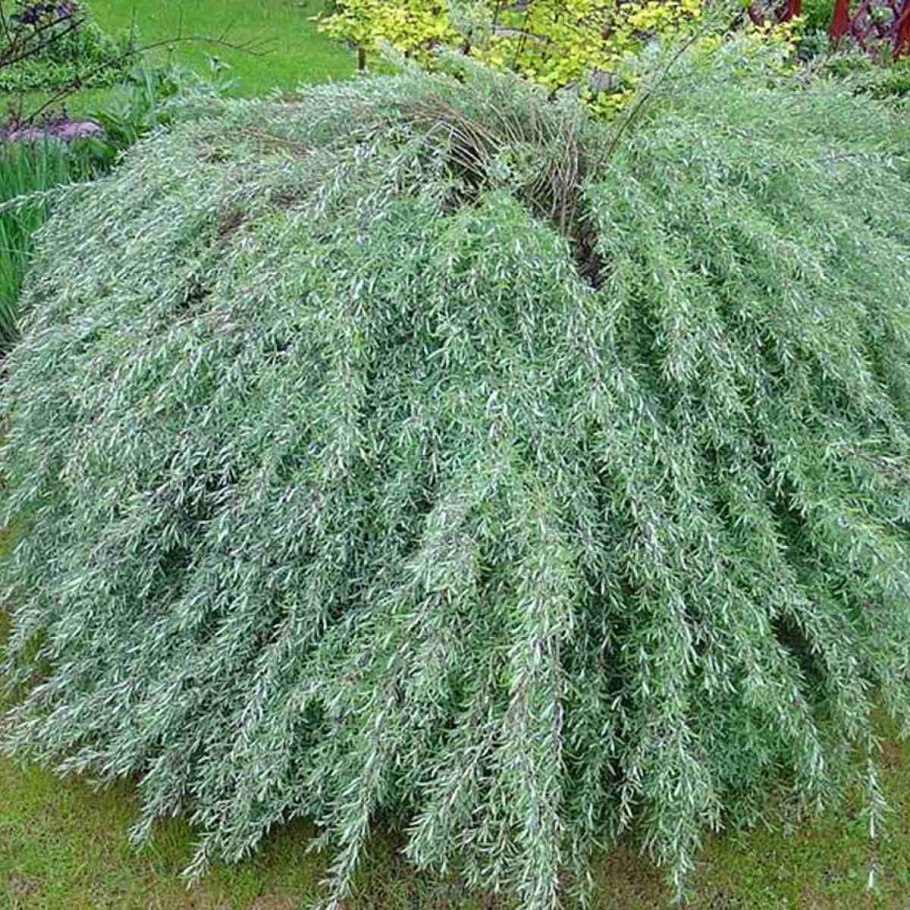 Ива пурпурная Грацилис