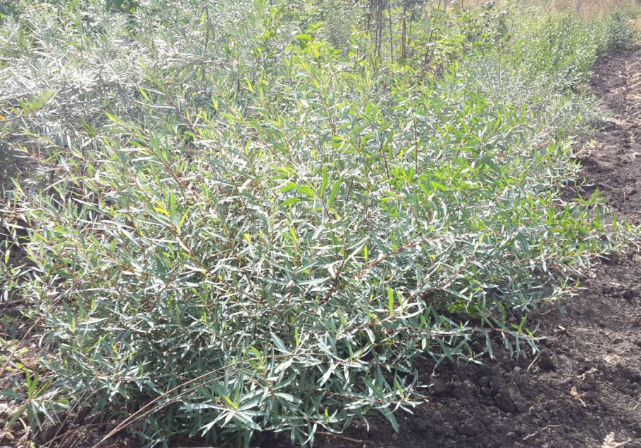 Ива пурпурная Грацилис