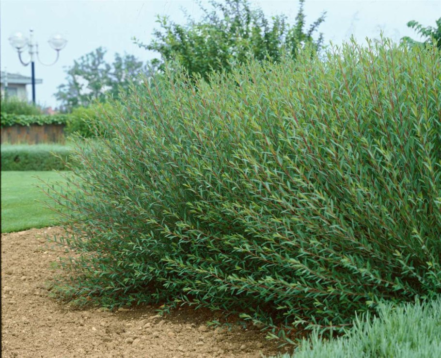 Ива пурпурная Нэнси Сондерс