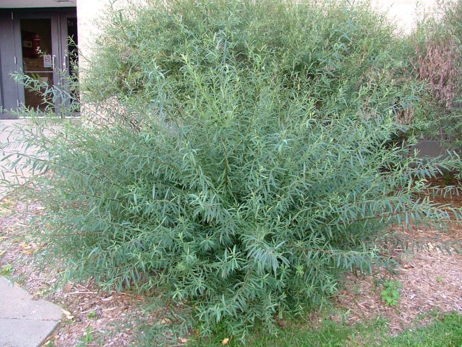 Ива ломкая Булата