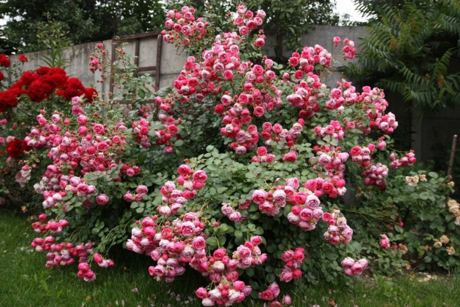 Роза Помпонелла Кордес