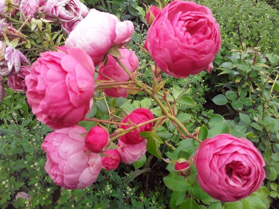 Флорибунда Помпонелла