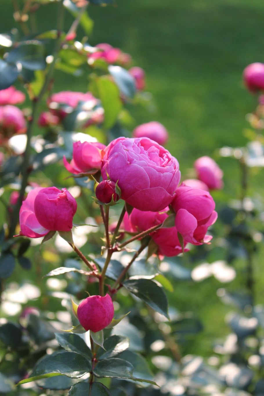 Роза Помпонелла (Pomponella)