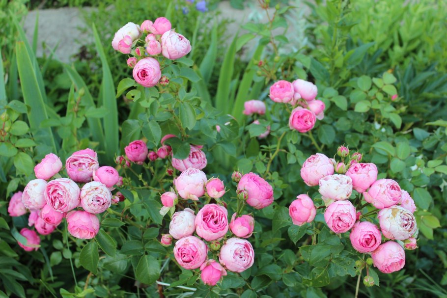 Роза Помпонелла Кордекс