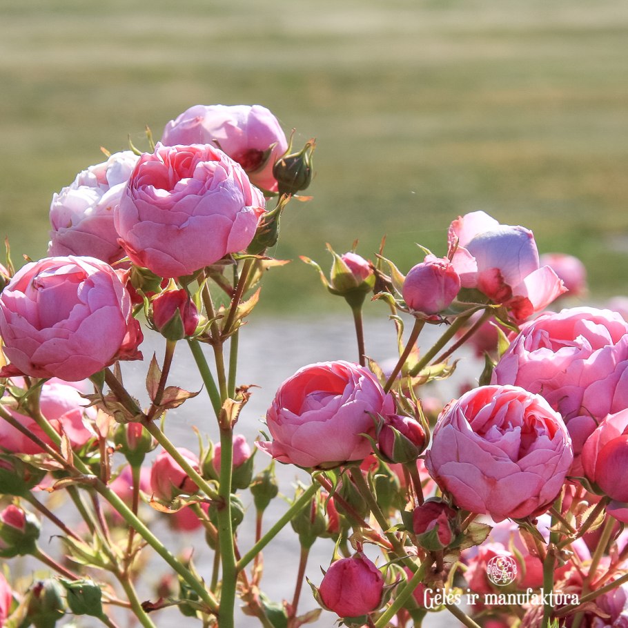 Роза Помпонелла Кордес