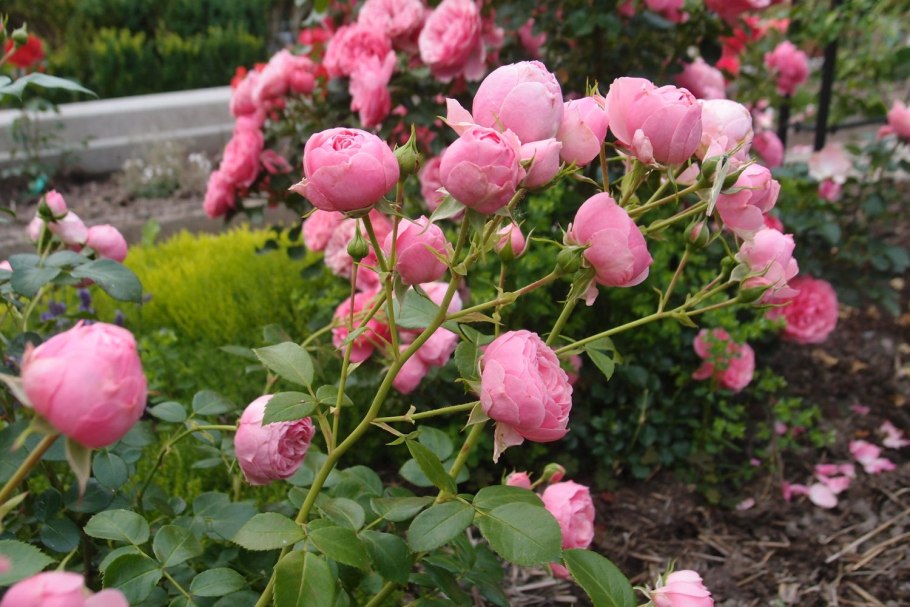 Роза Помпонелла Саммерхаус