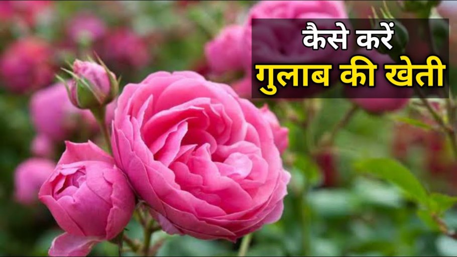 Роза чайно-гибридная Помпонелла