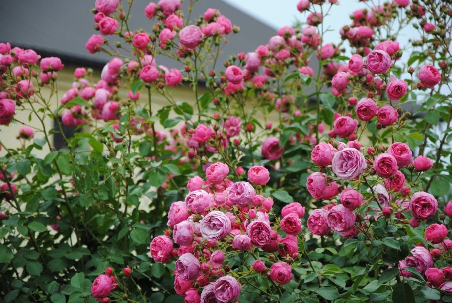 Роза Помпонелла Кордес