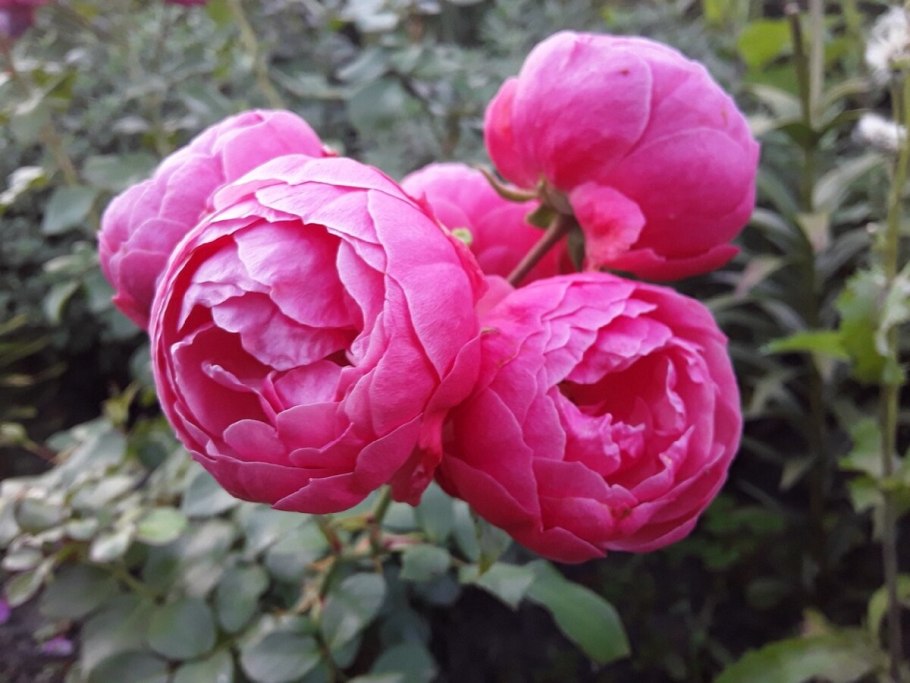 Роза помпон