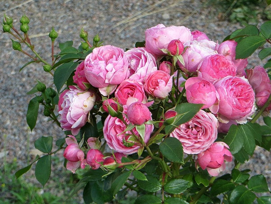 Роза Помпонелла Кордес