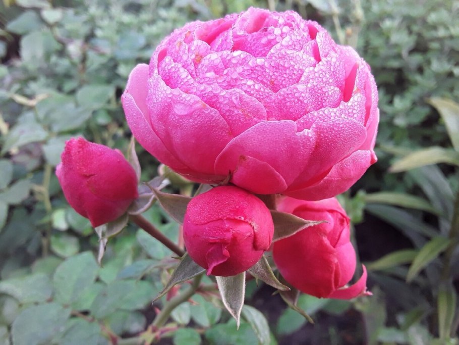 Роза Помпонелла в саду