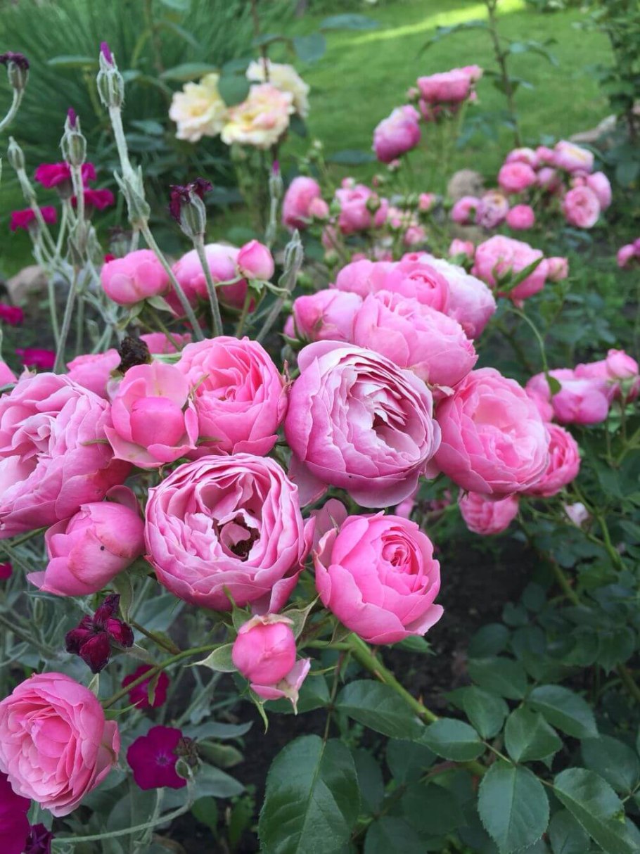 Роза Помпонелла Кордес