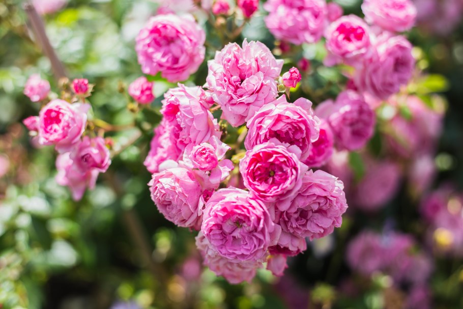 Роза плетистая Помпонелла