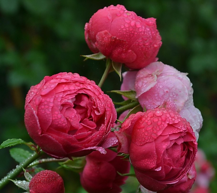 Роза пионовидная Помпонелла