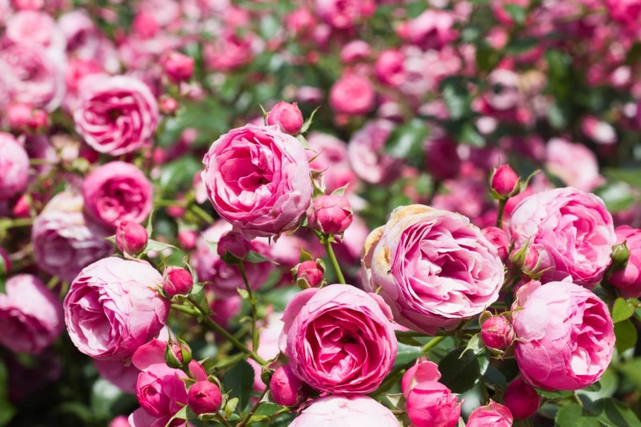 Помпонелла Саммерхаус