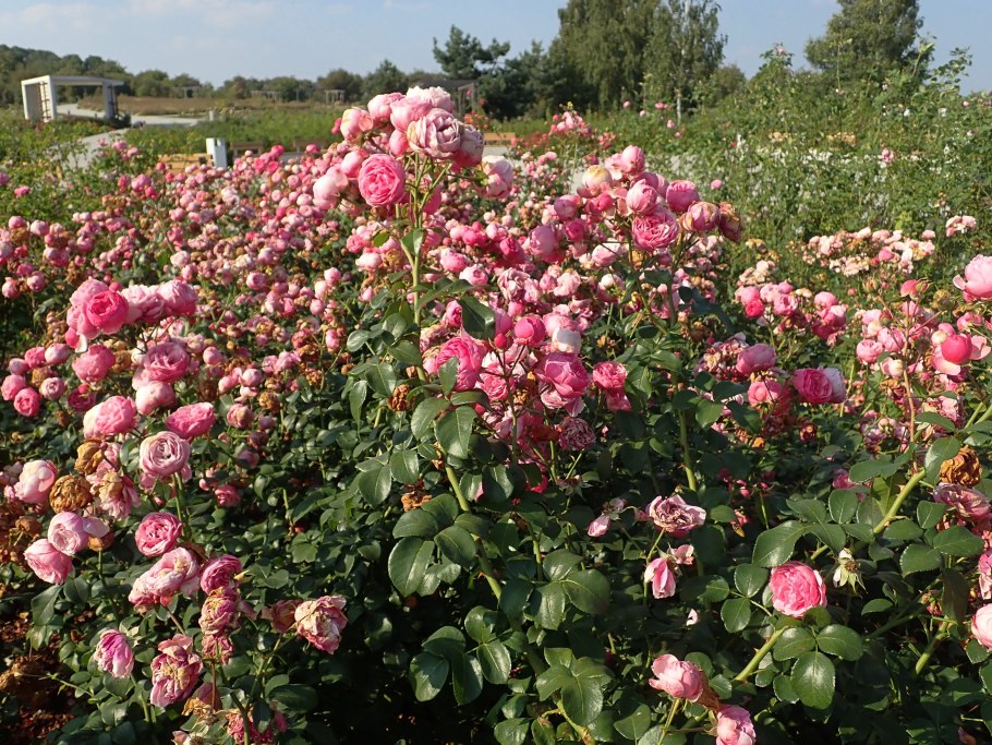 Роза флорибунда Помпонелла