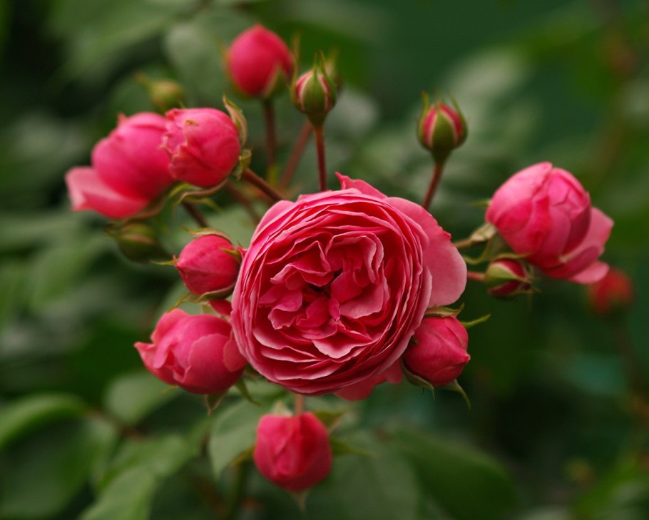 Роза Помпонелла Кордес