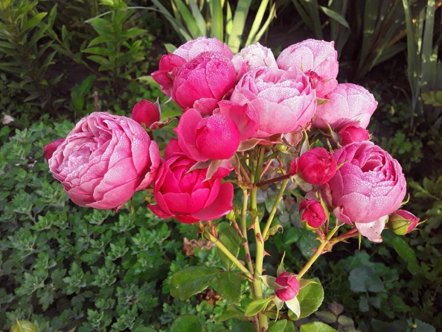 Роза Помпонелла саммер Хаус