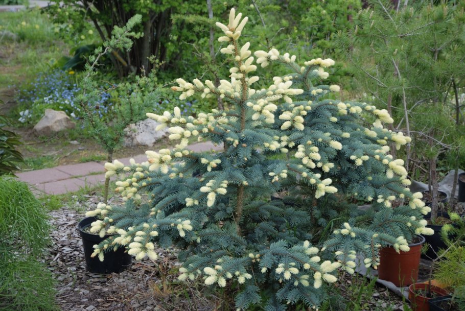 Ель колючая Белобок