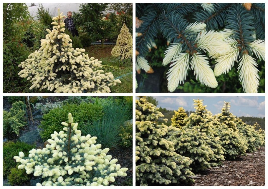 Picea pungens Bialobok