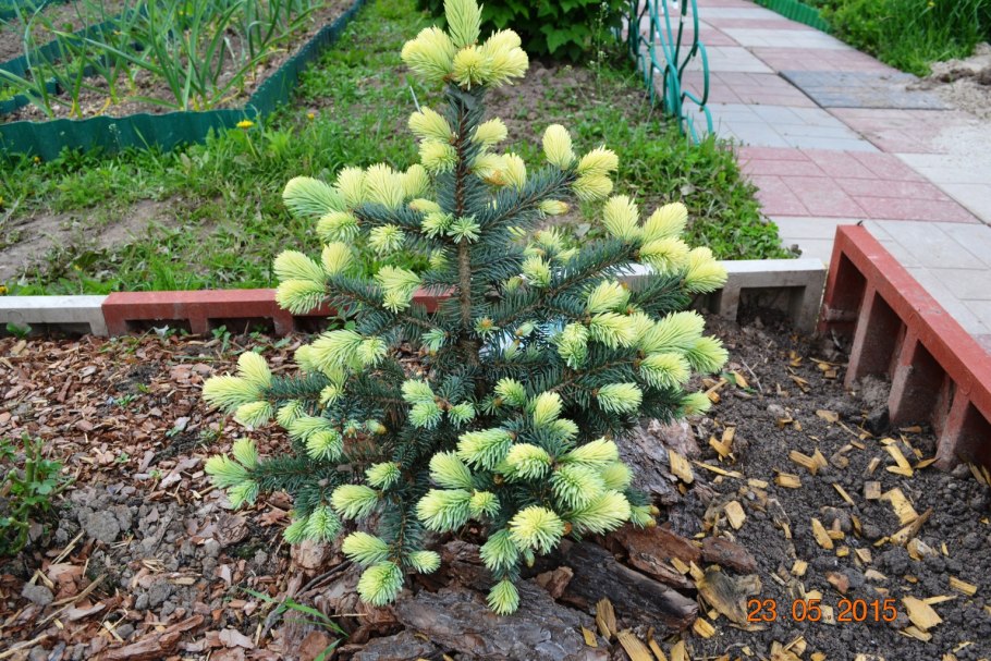 Picea pungens Bialobok ра
