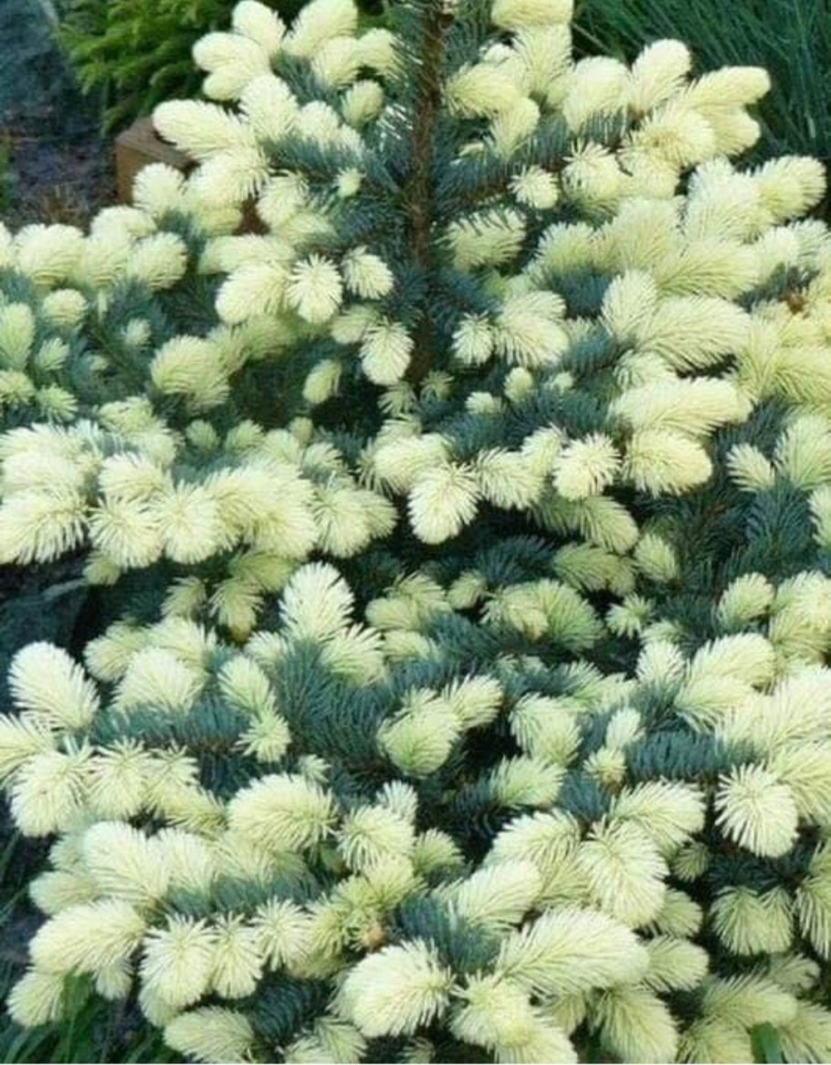 Ель колючая Bialobok