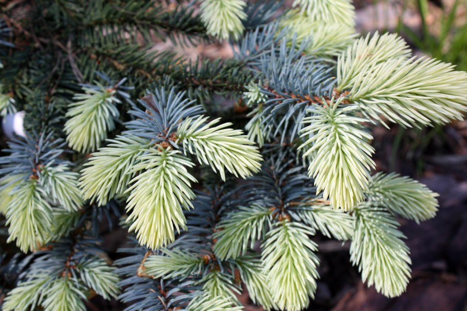 Ель колючая "Bialobok" (Белобок)