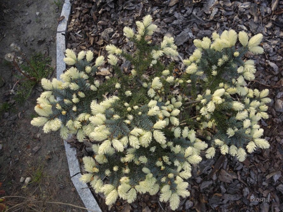 Picea pungens Bialobok