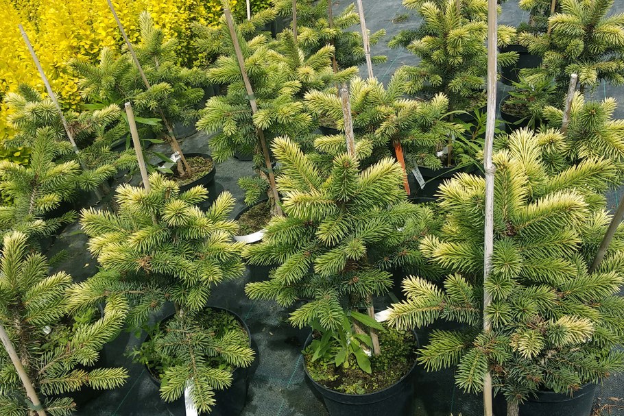 Ель колючая pungens Picea Белобок