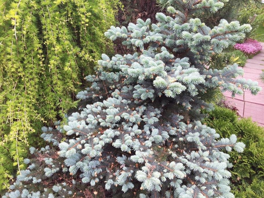 Ель колючая Белобок