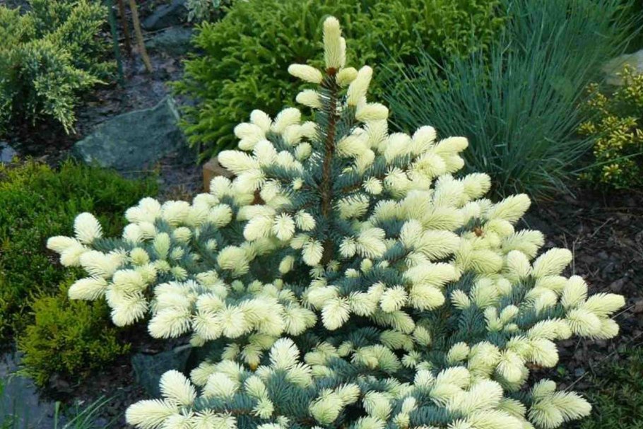 Picea pungens Bialobok