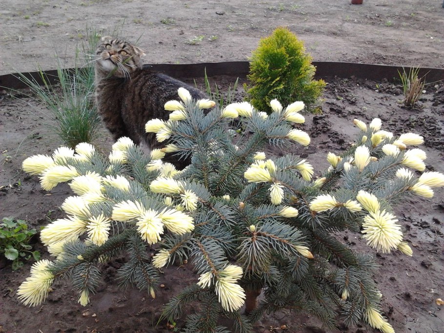 Ель голубая белобока