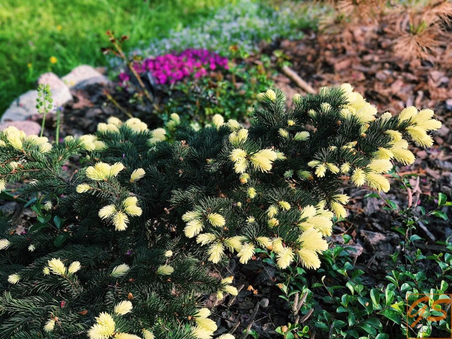 Ель Голден спринг