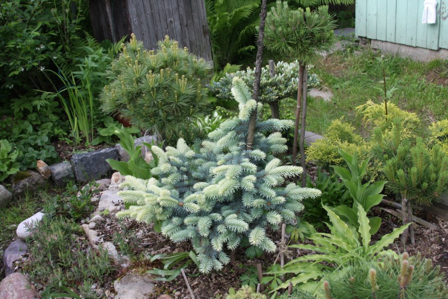 Ель колючая "Bialobok" (Белобок)