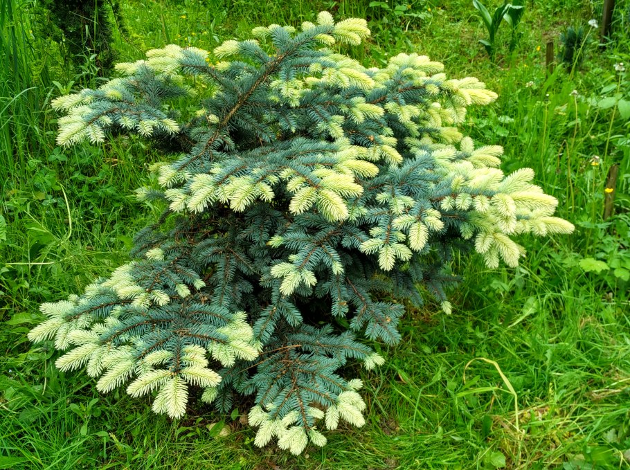 Ель колючая "Bialobok" (Белобок)