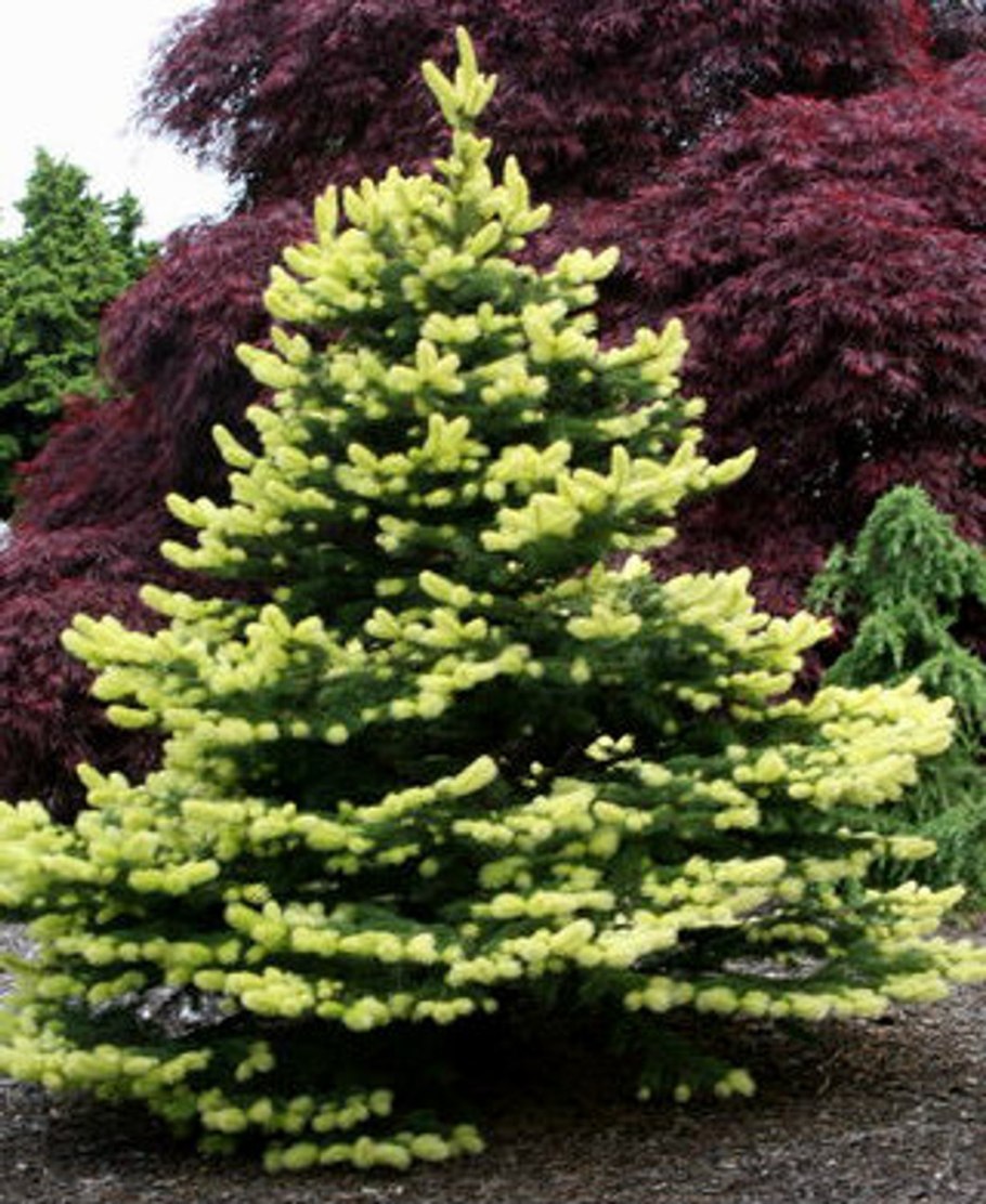 Можжевельник белобока