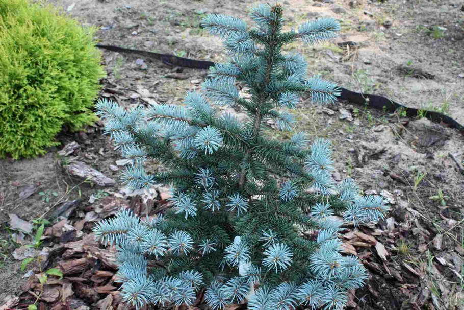 Ель колючая "Bialobok" (Белобок)