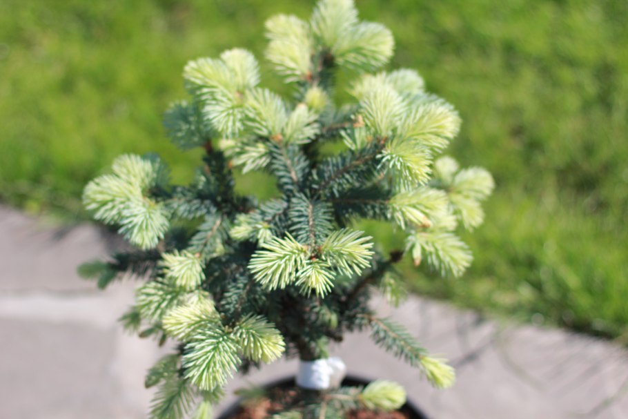 Picea pungens Bialobok
