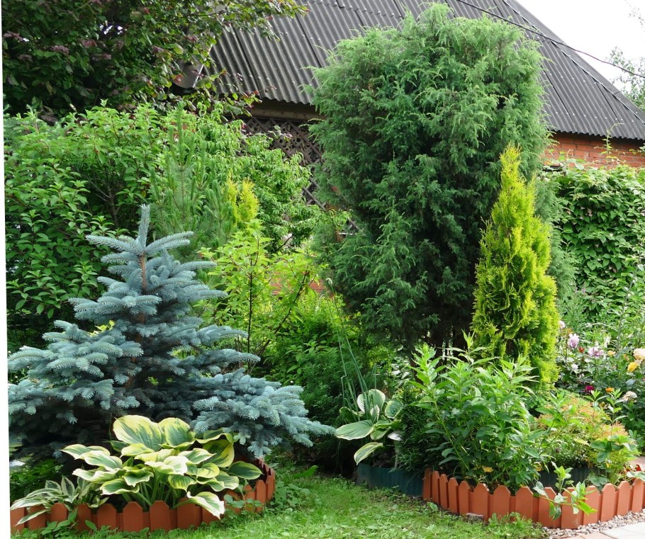 Ель Белобок (Bialobok)