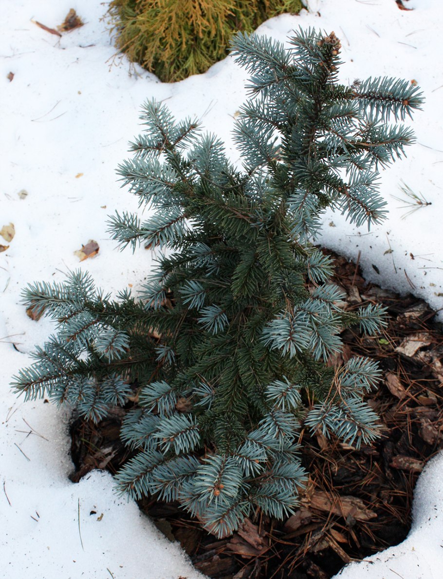 Ель колючая Bialobok