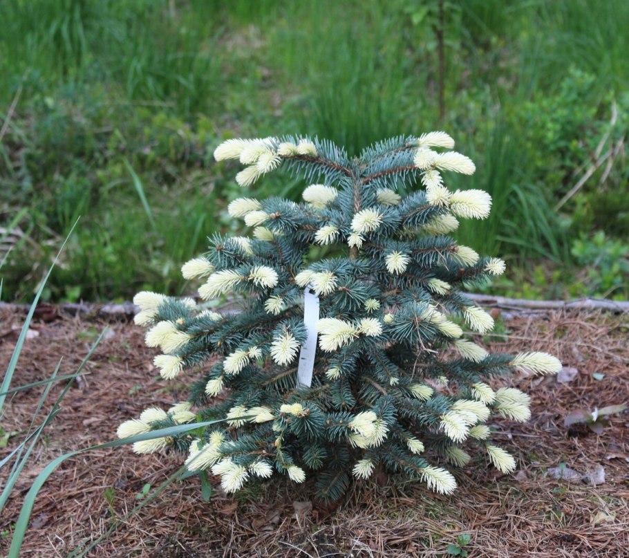 Ель колючая Белобок