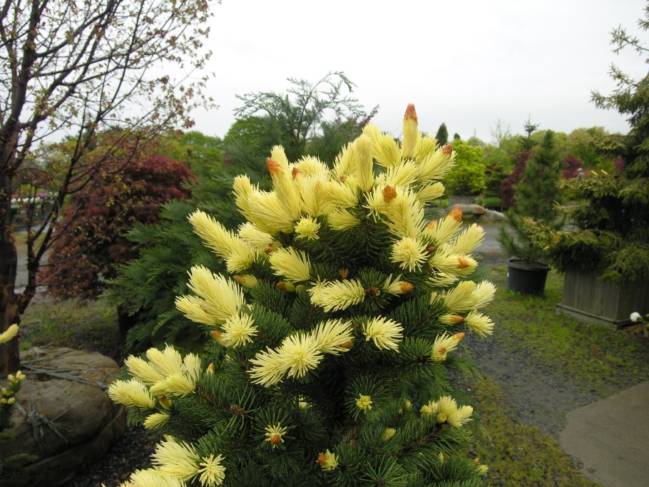 Ель Белобок летом