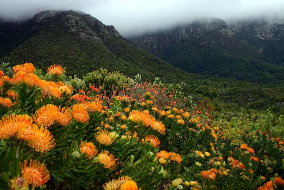 Капское царство Флора