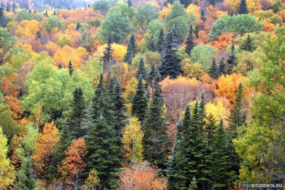 Хвойно-широколиственный лес