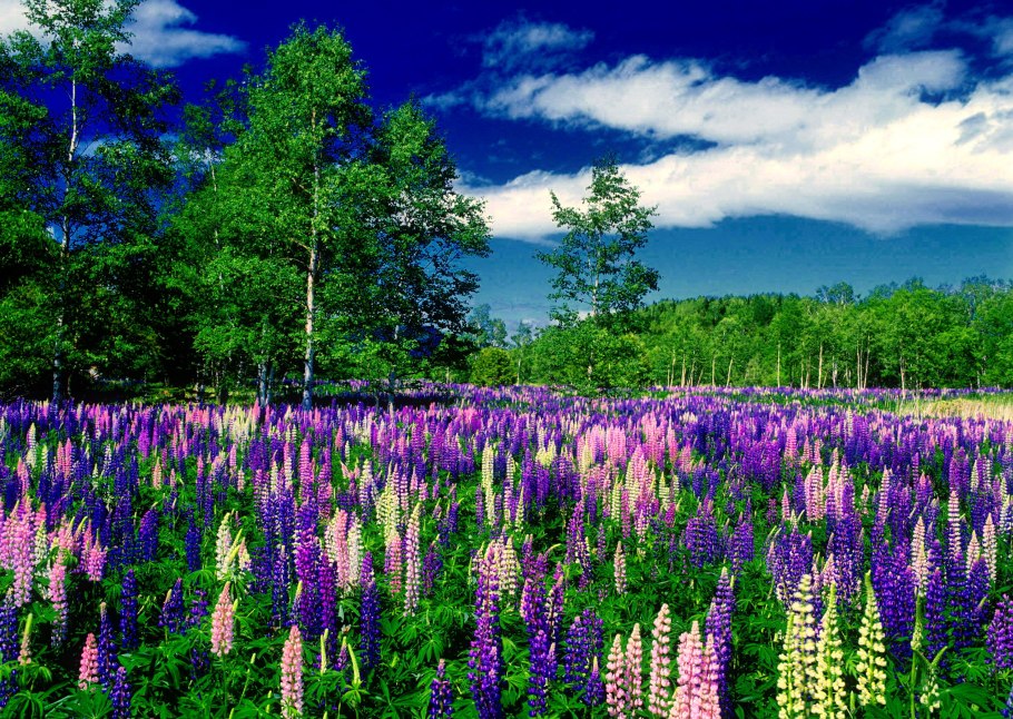 Лампово люпины