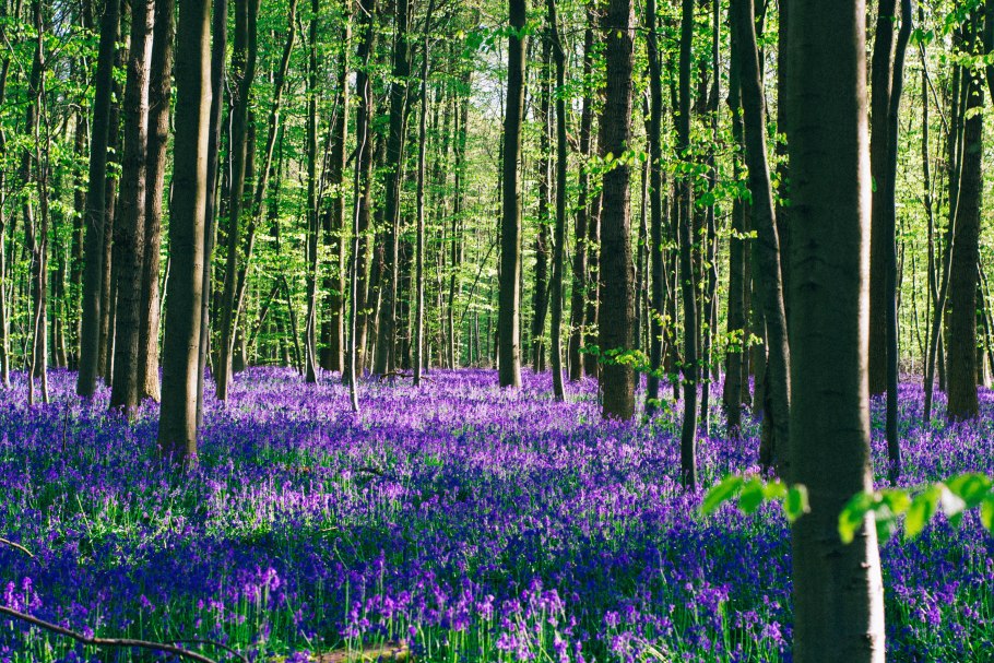 Широколиственный лес Флора