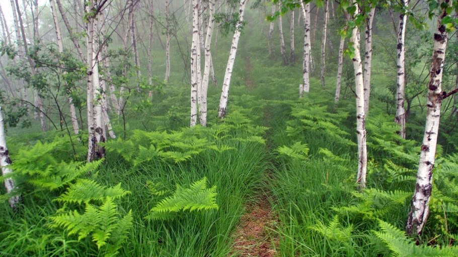 Фитоценоз Березовая роща