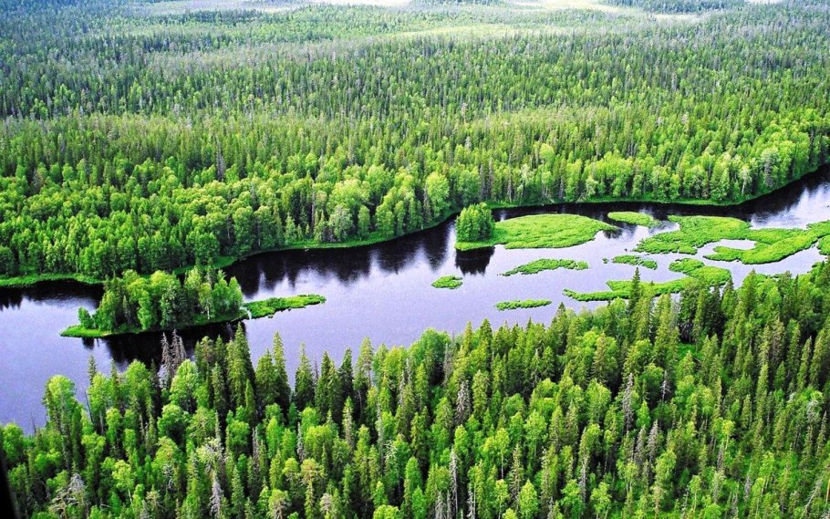 Водлозерский национальный парк леса